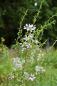 Preview: Lythrum virgatum 'White Swirl' | Rutenweiderich